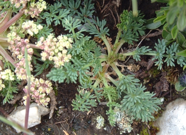 Trinia glauca o dalechampii ?